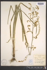 Stenanthium gramineum image