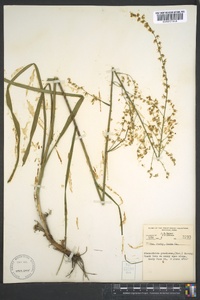 Stenanthium gramineum image