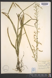 Stenanthium gramineum image