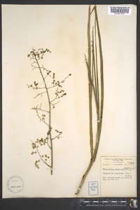 Stenanthium gramineum image