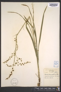 Stenanthium gramineum image