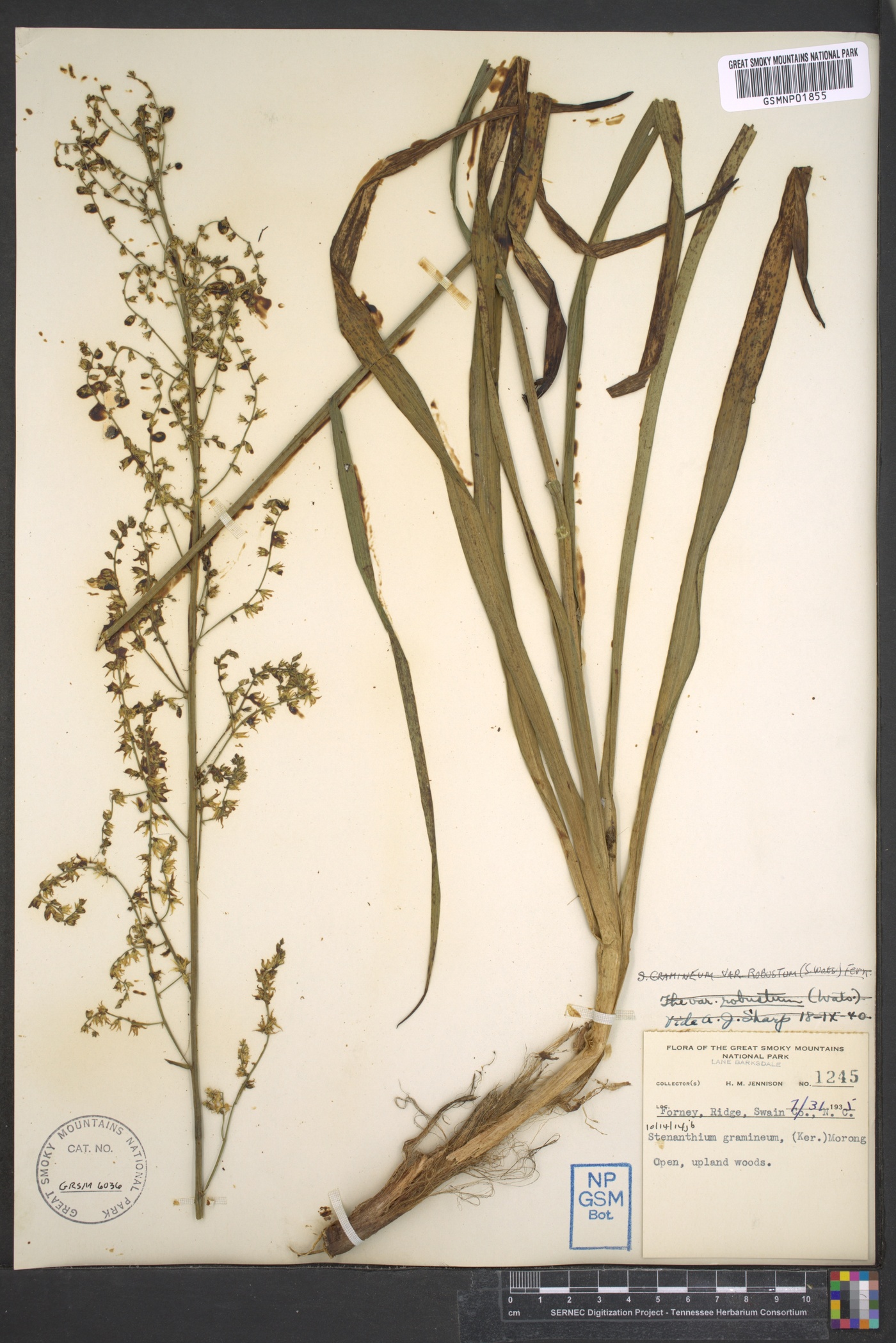 Stenanthium gramineum image