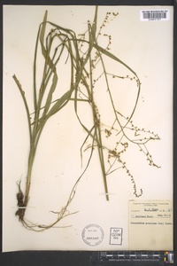 Stenanthium gramineum image