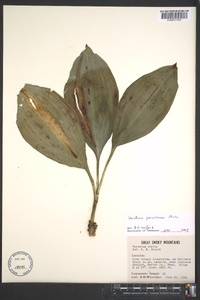 Veratrum parviflorum image