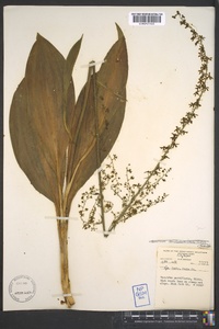 Veratrum parviflorum image