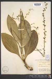 Veratrum parviflorum image