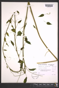 Smilax pulverulenta image