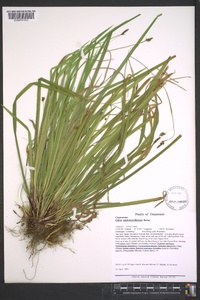 Carex austrocaroliniana image