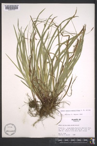 Carex austrocaroliniana image