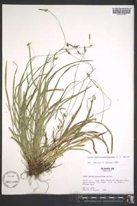 Carex austrocaroliniana image