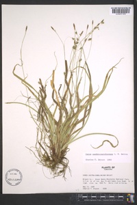 Carex austrocaroliniana image