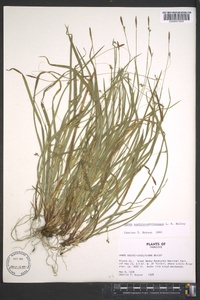 Carex austrocaroliniana image