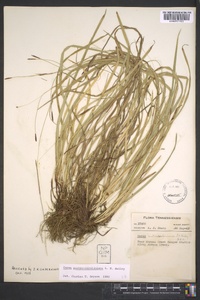 Carex austrocaroliniana image