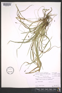 Carex austrocaroliniana image