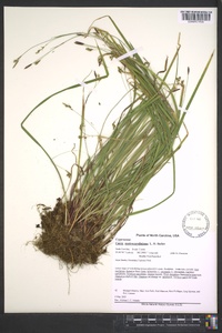 Carex austrocaroliniana image