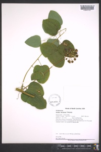 Smilax herbacea image