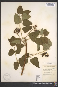 Smilax herbacea image