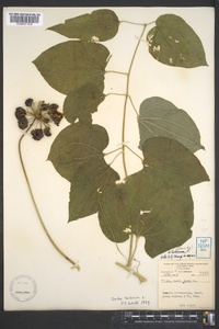 Smilax herbacea image