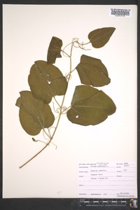 Smilax herbacea image