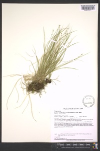 Carex appalachica image