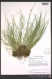 Carex appalachica image