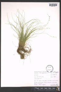 Carex appalachica image