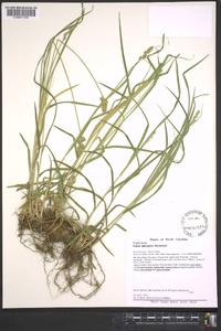 Carex aggregata image