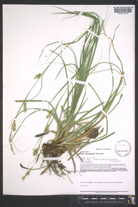 Carex cherokeensis image