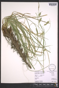 Carex cherokeensis image