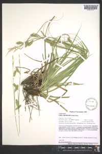 Carex cherokeensis image