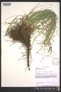 Carex cherokeensis image