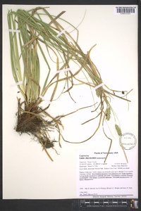 Carex cherokeensis image