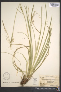 Carex cherokeensis image