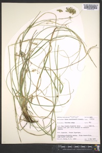 Carex cherokeensis image