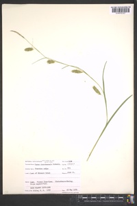 Carex cherokeensis image