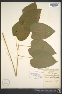 Smilax biltmoreana image