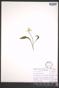 Erythronium umbilicatum image