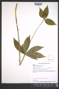 Medeola virginiana image