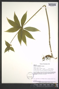 Medeola virginiana image