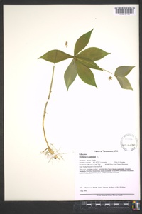 Medeola virginiana image