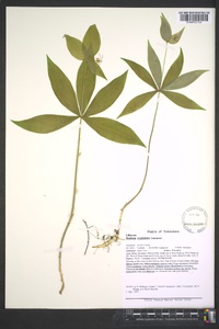 Medeola virginiana image