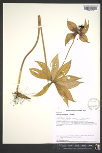 Medeola virginiana image