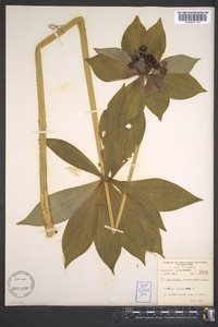 Medeola virginiana image