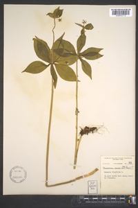 Medeola virginiana image