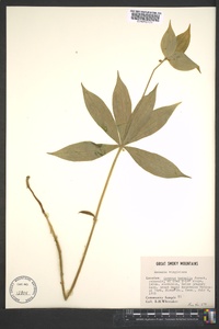 Medeola virginiana image