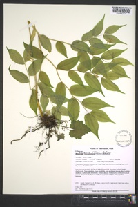 Prosartes lanuginosa image