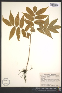 Streptopus lanceolatus image