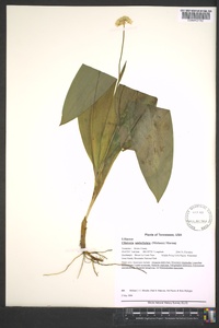 Clintonia umbellulata image