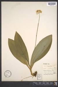 Clintonia umbellulata image