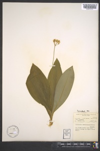 Clintonia umbellulata image